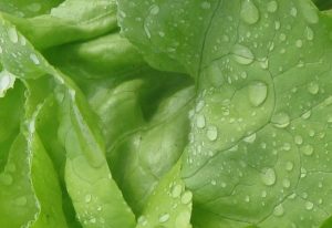 Salat ei närtsi külmkapis: kuhu panna paberrätik