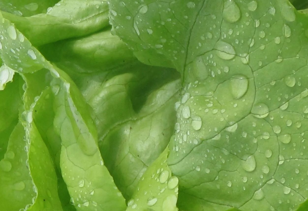 Salat ei närtsi külmkapis: kuhu panna paberrätik