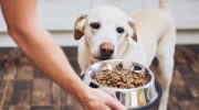 Kui tihti peaksite oma koera toitma: veterinaararsti soovitused optimaalse söötmisgraafiku kohta