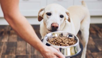 Kui tihti peaksite oma koera toitma: veterinaararsti soovitused optimaalse söötmisgraafiku kohta