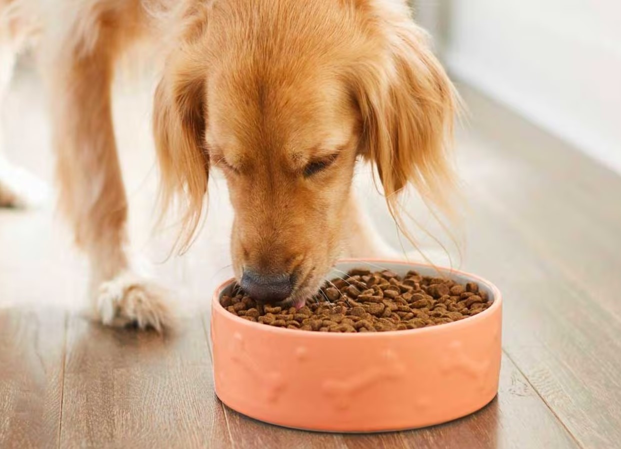 Kui tihti peaksite oma koera toitma: veterinaararsti soovitused optimaalse söötmisgraafiku kohta