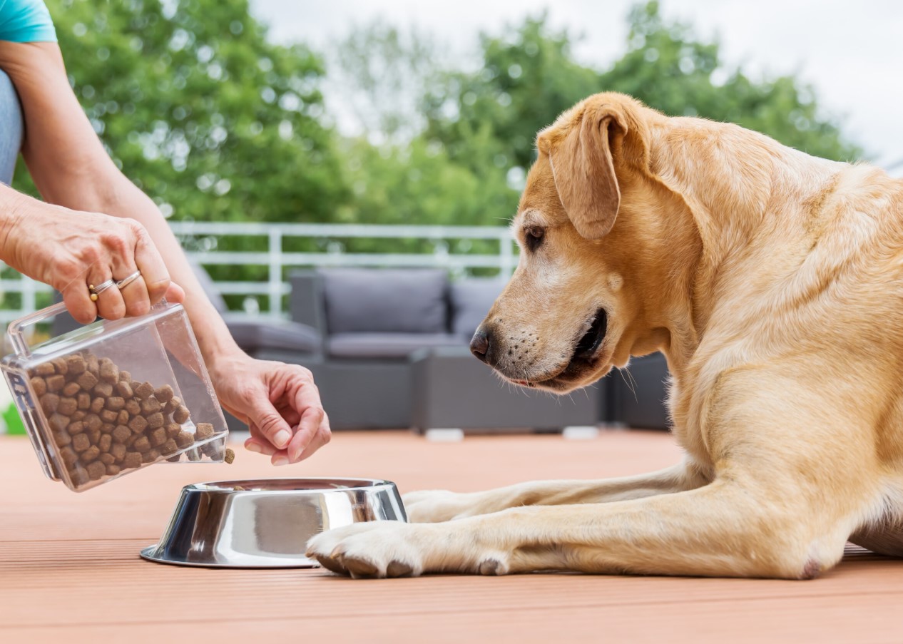 Kui tihti peaksite oma koera toitma: veterinaararsti soovitused optimaalse söötmisgraafiku kohta
