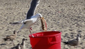 Prügikasti lõhn kaob igaveseks: päästab vahend, mis ei nõua raha ega pingutust