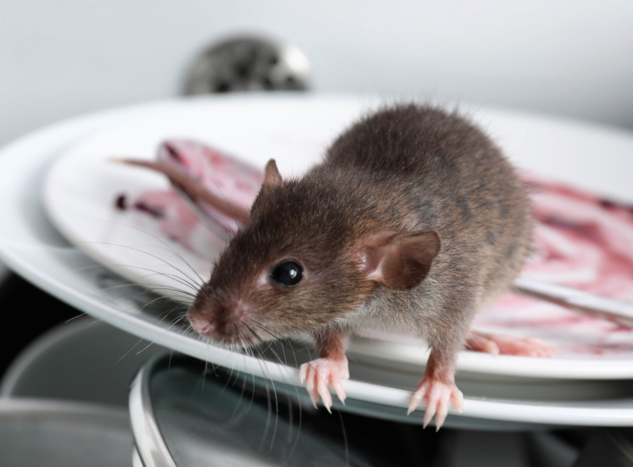 Talvine rünnak lükatakse tagasi: need lõhnad peatavad hiirte sissetungi teie koju