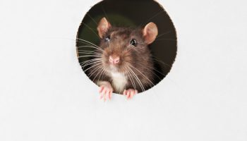 Talvine rünnak lükatakse tagasi: need lõhnad peatavad hiirte sissetungi teie koju
