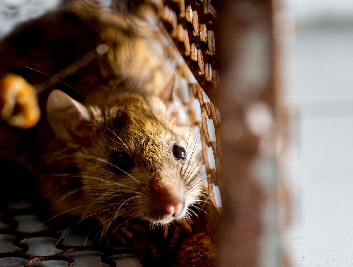 Talvine rünnak lükatakse tagasi: need lõhnad peatavad hiirte sissetungi teie koju