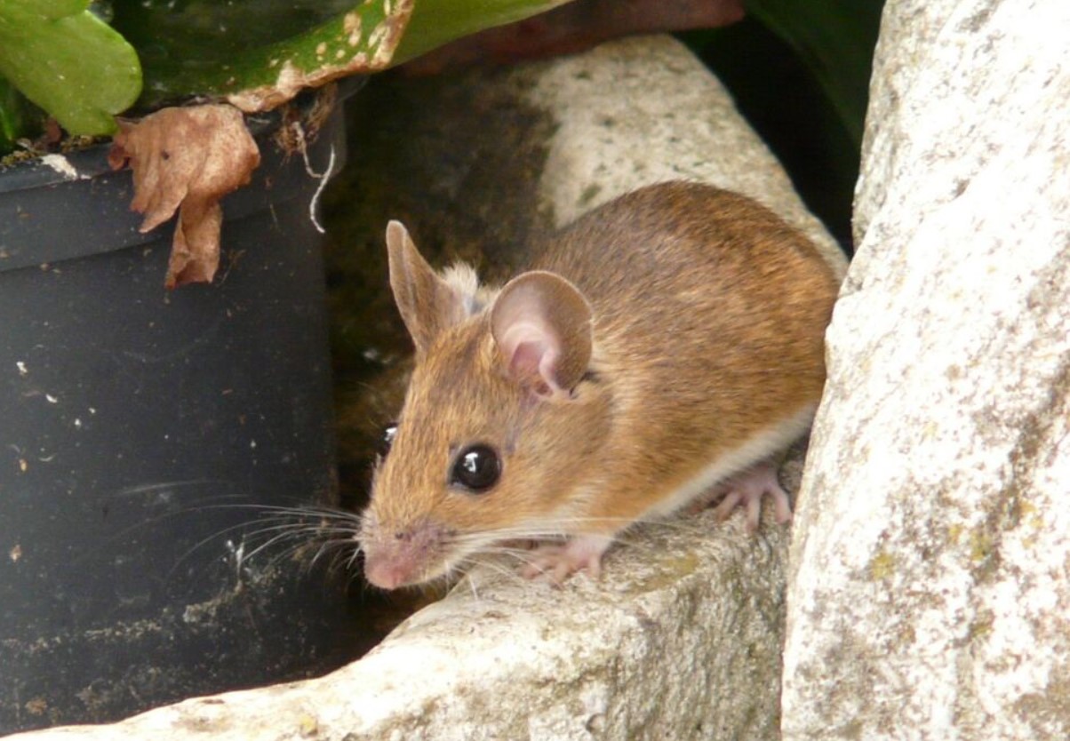 Talvine rünnak lükatakse tagasi: need lõhnad peatavad hiirte sissetungi teie koju